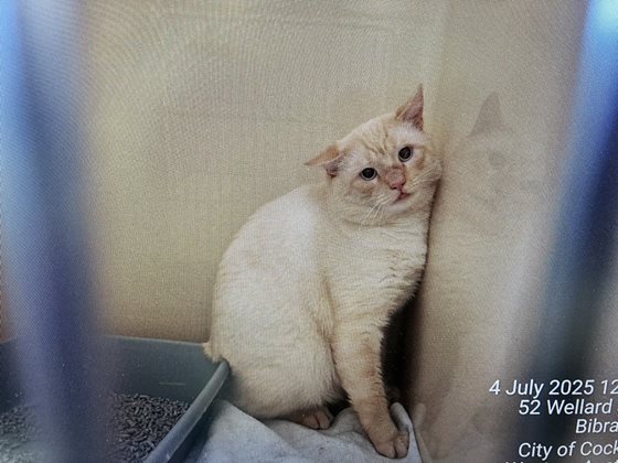 Ginger  Cat, impounded 04 July 2025