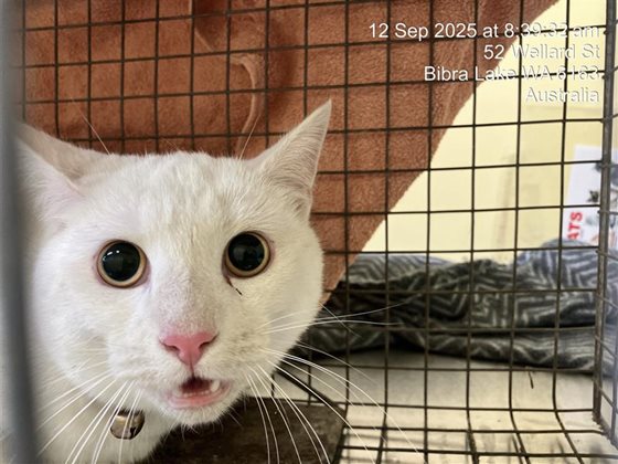 White  Cat, impounded 12 September 2025