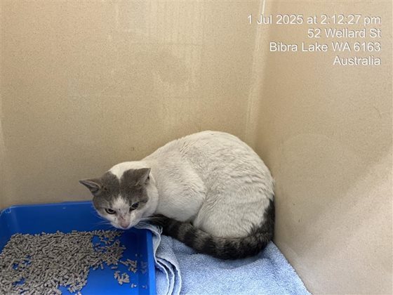 Tri-Colour  Cat, impounded 01 July 2025