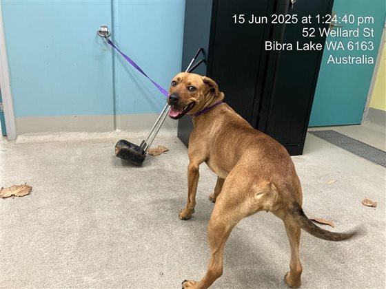 Tan  Dog, impounded 15 June 2025