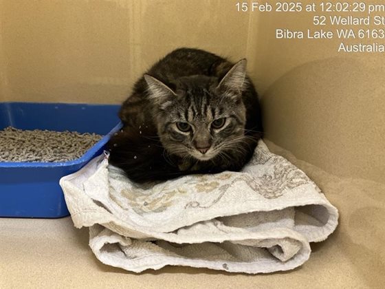 Grey Brindled  Cat, impounded 15 February 2025