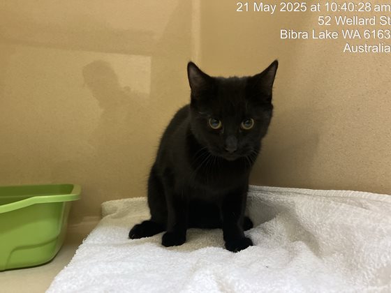 Black  Cat, impounded 21 May 2025