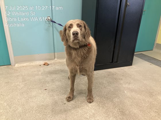 Brown  Dog, impounded 07 July 2025