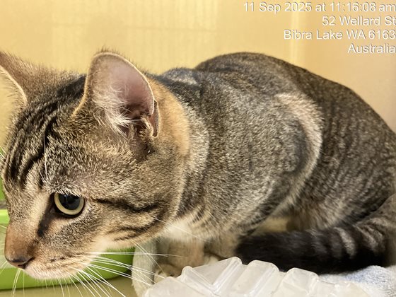 Tabby  Cat, impounded 11 September 2025