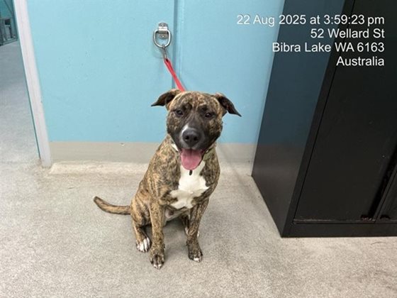 Other  Dog, impounded 22 August 2025