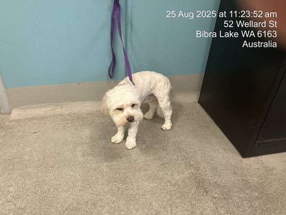 White  Dog, impounded 25 August 2025