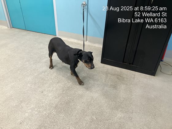 Other  Dog, impounded 23 August 2025