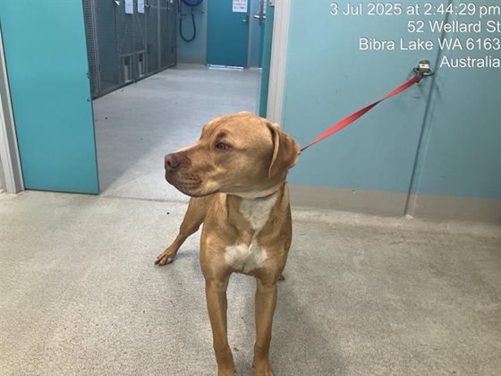 Tan  Dog, impounded 03 July 2025