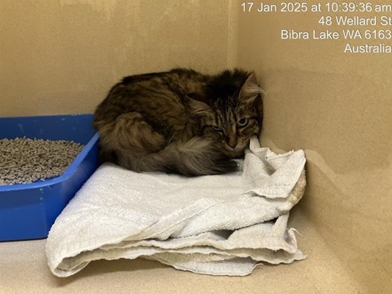 Tabby and White  Cat, impounded 17 January 2025