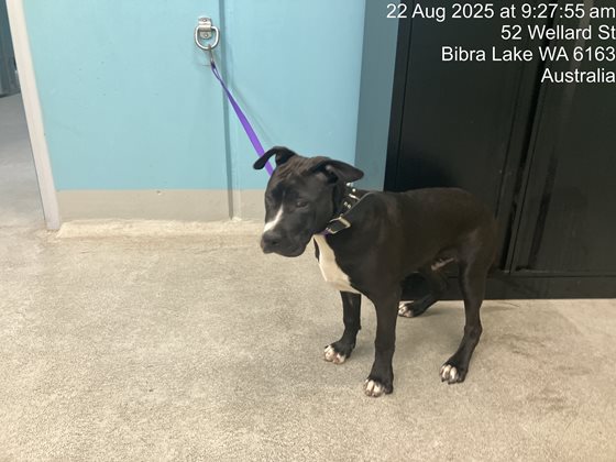 Black and White  Dog, impounded 22 August 2025
