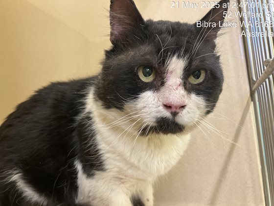 Black and White  Cat, impounded 21 May 2025